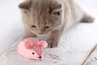 short-haired brown kitten and pink mouse plush toy, kittens, cat HD wallpaper