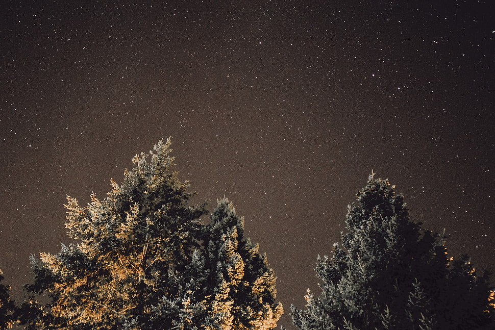 green leafed tree, Starry sky, Night, Tree HD wallpaper