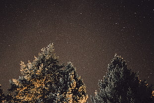 green leafed tree, Starry sky, Night, Tree