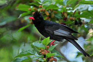 red beak black bird