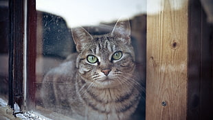 window, animals, cat, green eyes HD wallpaper