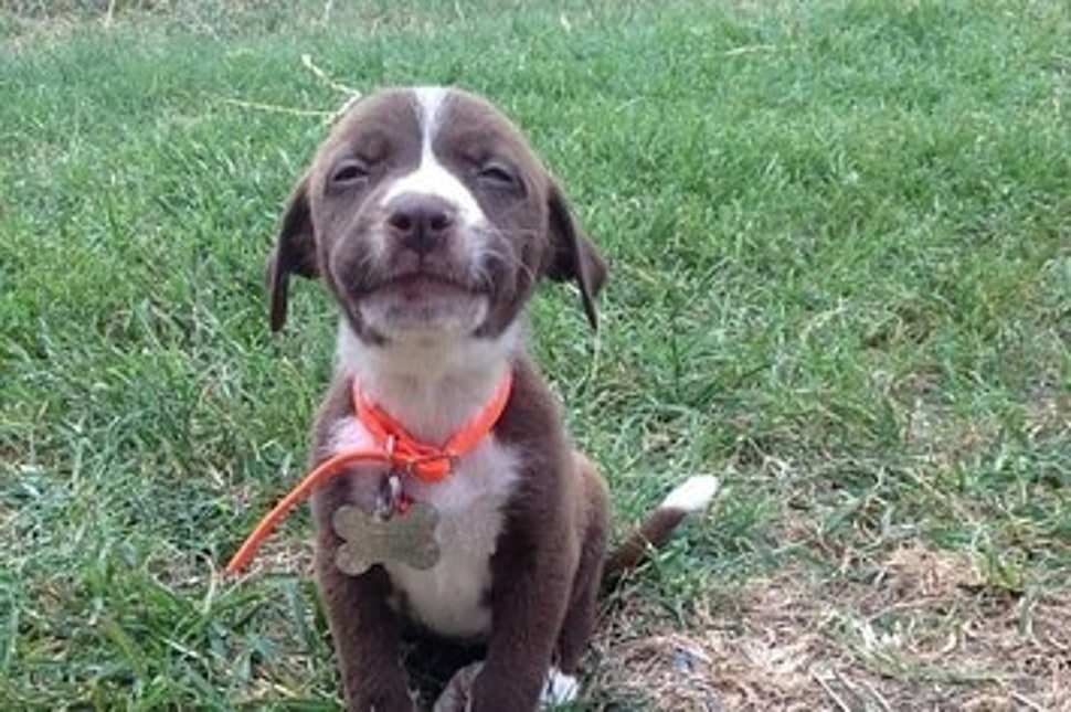 short-coated gray and white puppy HD wallpaper