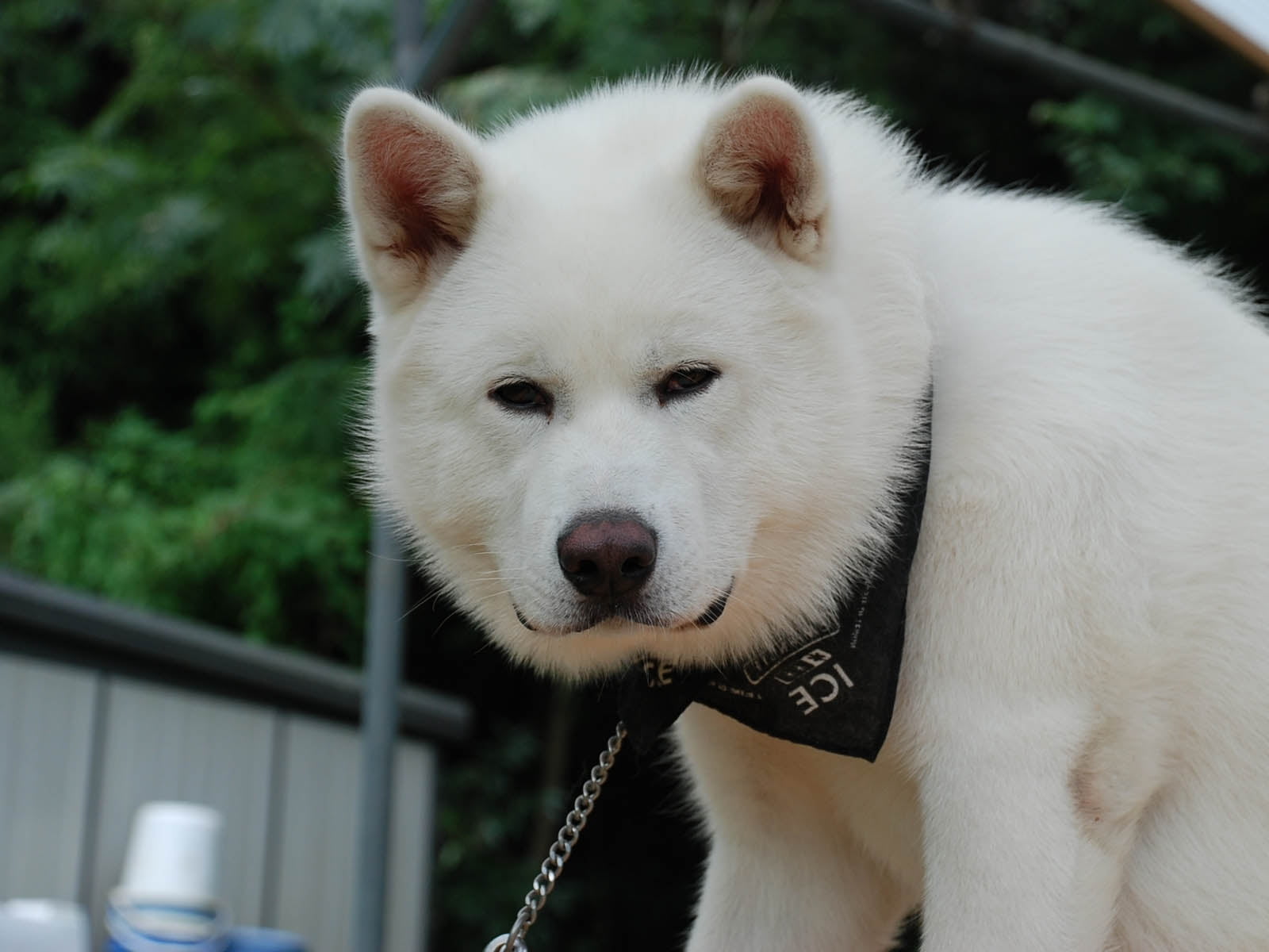 Samoyed wearing black scarf