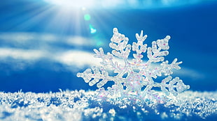 snow flake at daytime