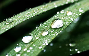 shallow focus photo of water droplets in leaves