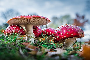 Bokeh photo of red mushrooms during daytime HD wallpaper