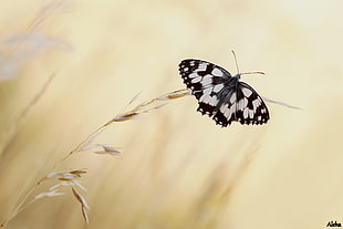white and black butterfly on dried plant during daytime