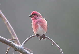 animal photography of red bird perching on twig, purple finch