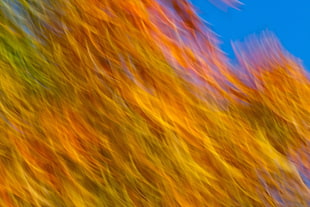 Color,  Shape,  Texture