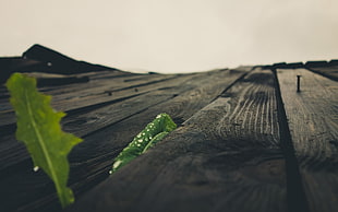 gray wooden board with green leaf plant in closeup photography