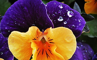 yellow and purple petaled flower with droplets