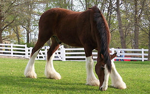white and brown horse eating grass