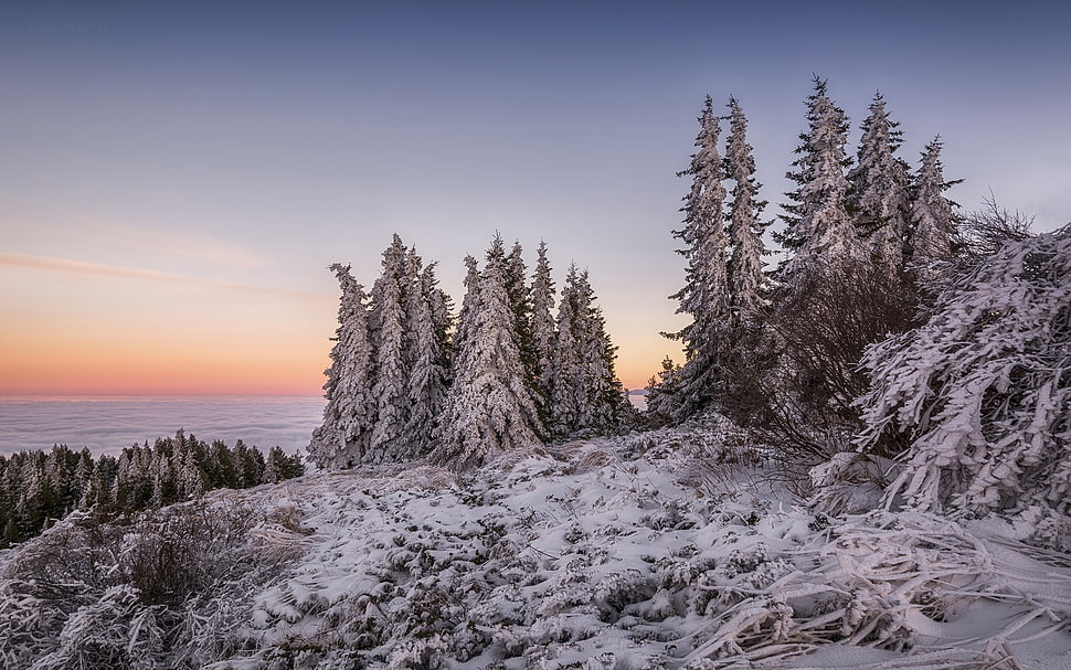gray pine trees, winter HD wallpaper