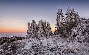 gray pine trees, winter