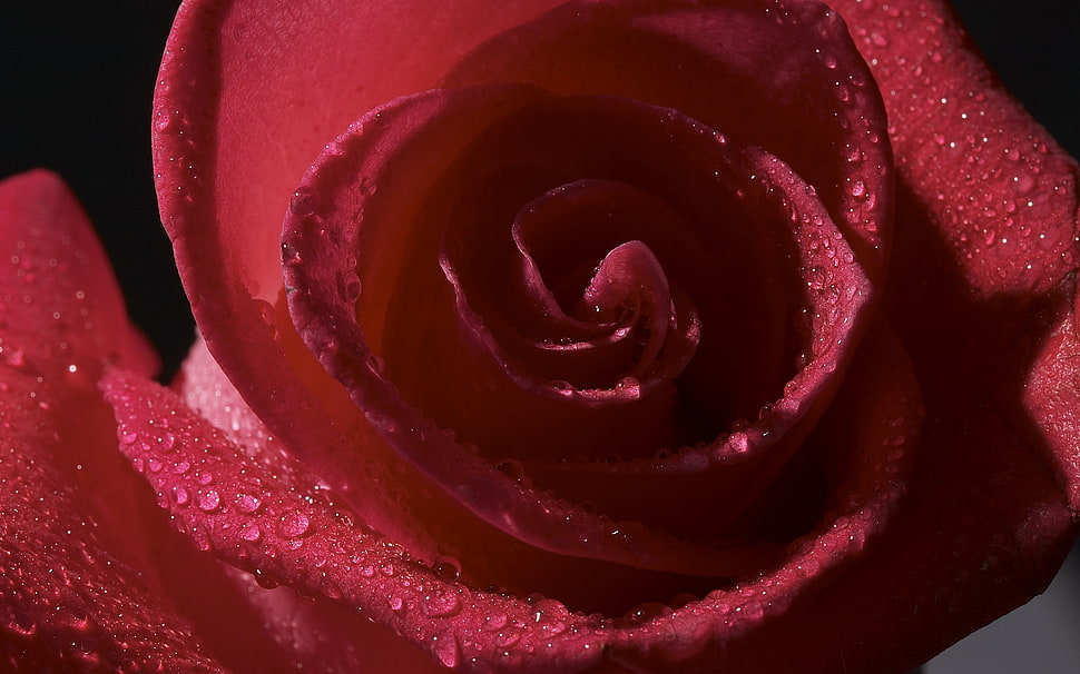 droplets on red rose petals HD wallpaper