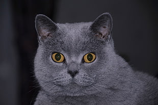 gray adult cat