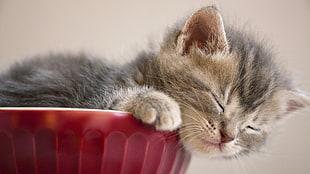 kitten on ceramic bowl close up shot