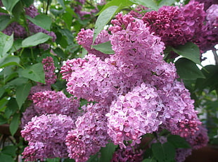 purple petaled flowers with green leaves