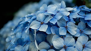 blue petal flowers HD wallpaper