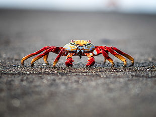 white and red crab