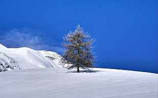 landscape photography of Pine tree during winter HD wallpaper