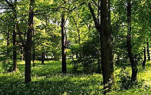 trees in green forest during daytime