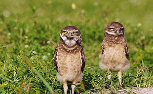 two brown owls on grass field during daytime, a580