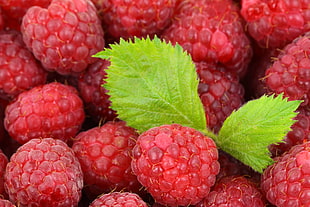 Red Raspberries With Green Leaves