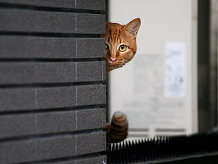 orange tabby cat peeping near on gray surface