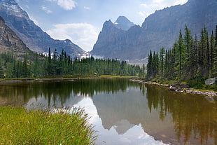 body of water, pine trees, and mountain alps, nature, landscape, mountains, lake