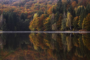 Body of Water Near Orange and Green Leaf Trees