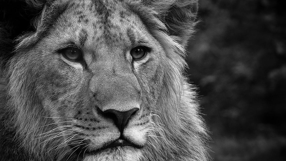 brown lion, lion HD wallpaper