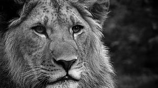 brown lion, lion