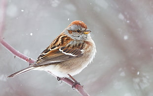brown and white bird perching, american tree sparrow