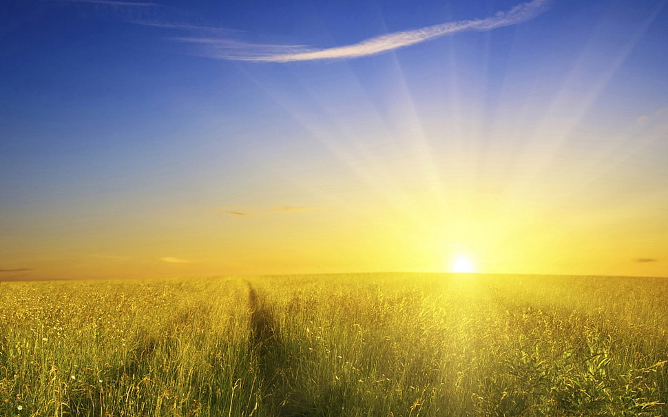 green and yellow sunrise HD wallpaper