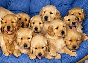 Golden Retriever puppy litter HD wallpaper