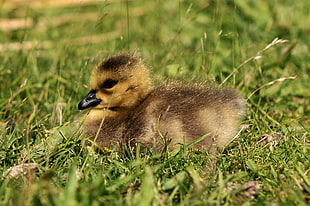 tilt shift lens photography of brown chick, gosling