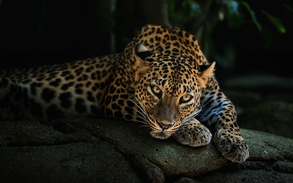 Cheetah on brown stone HD wallpaper