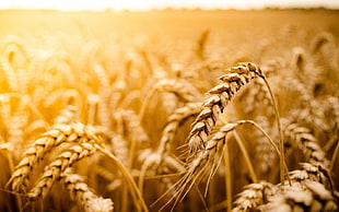 selective focus photography of brown rice
