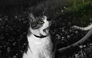 selective color photography of cat