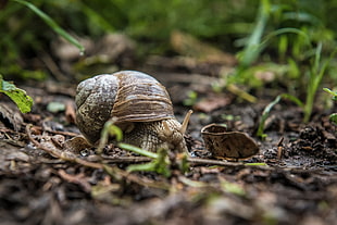brown snail on brown soil with green grass in closeup photo