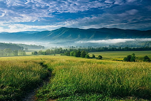 green lawn, nature, landscape, mountains, mist HD wallpaper