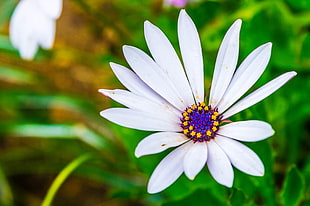 white osteospermum flower in close up photography, african daisy HD wallpaper