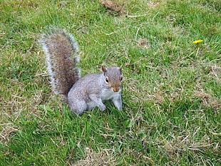 brown squirrel on grass field HD wallpaper