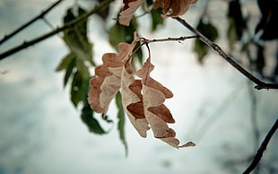 selective photo of brown leaf