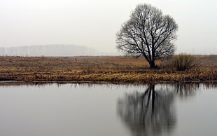 bare tree, landscape, trees, water HD wallpaper