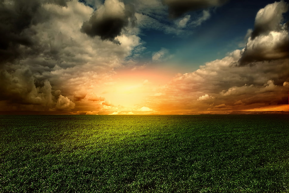 green grass during sunset, grass, clouds HD wallpaper