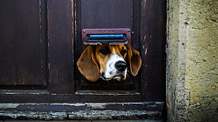 adult brown and white beagle, animals, dog, door