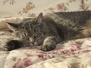 grey Tabby cat on bed