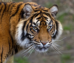 close-up photo of tiger, sumatran tiger HD wallpaper